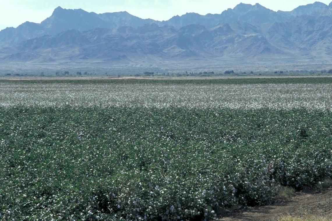 A field planted with Bt cotton in Southern Arizona.